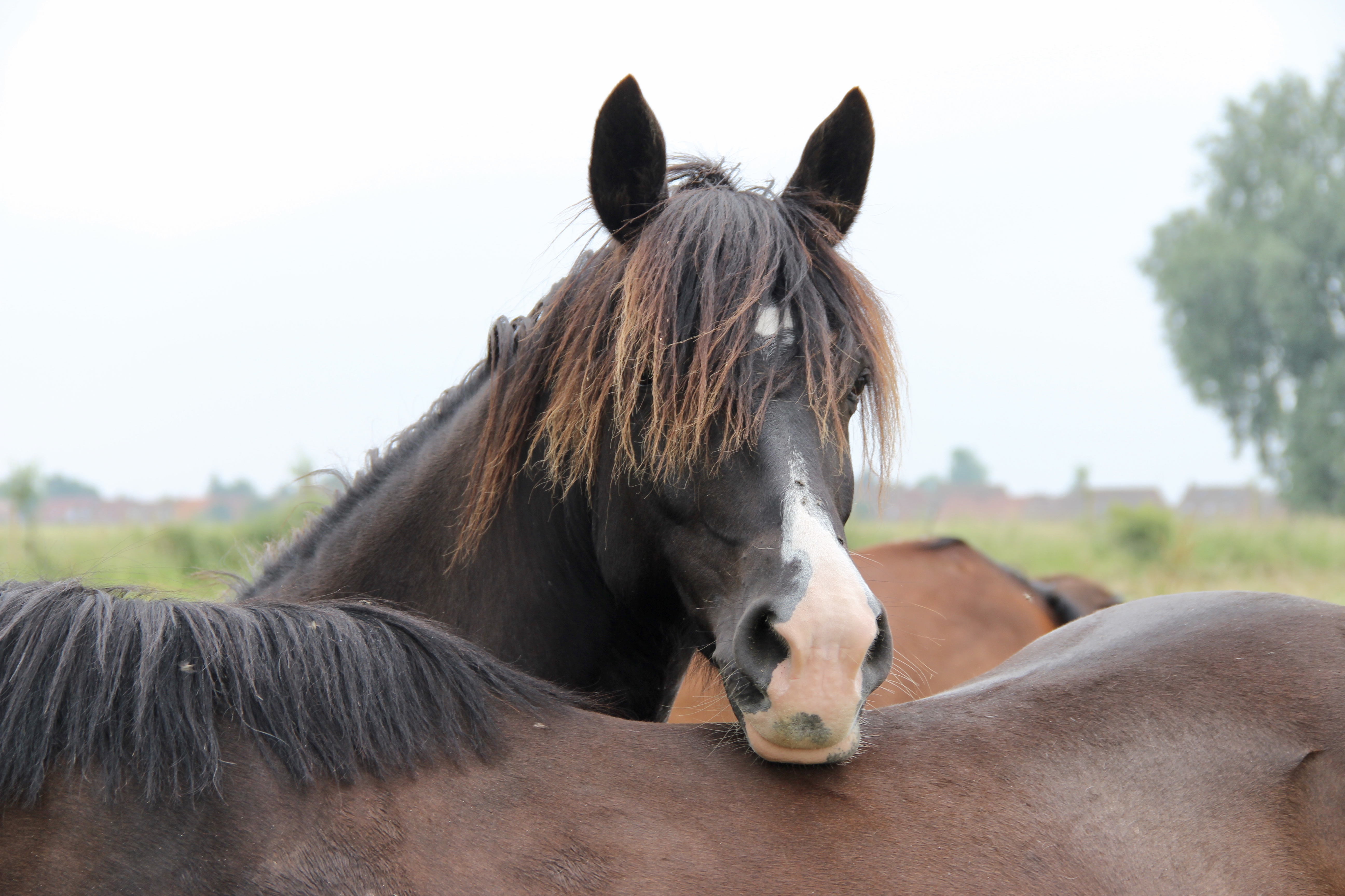 Blacky, le cheval de Romane